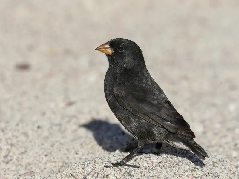 Types of Finches