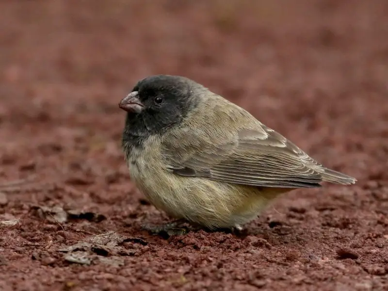 Types of Finches