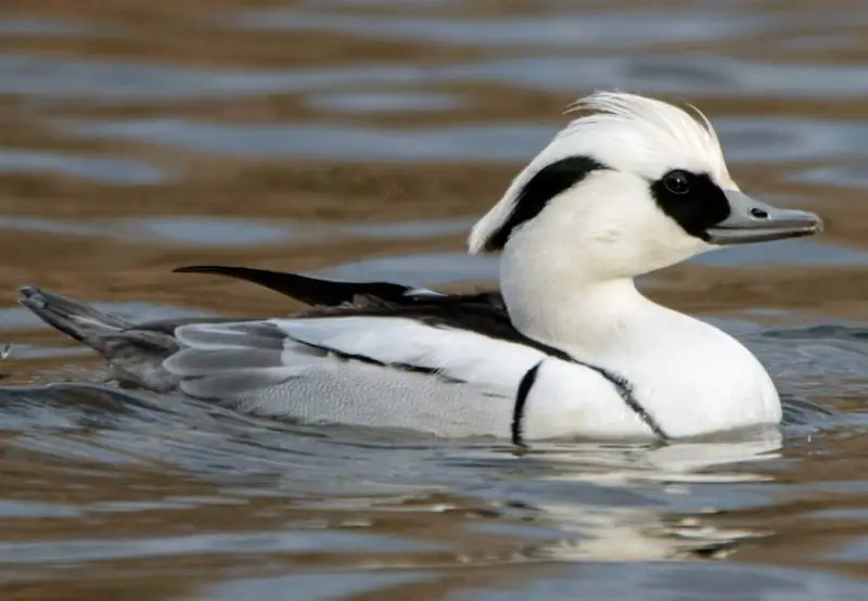 Ducks with Mohawks