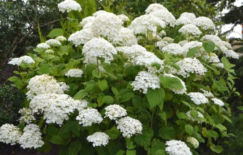 Types of Hydrangeas