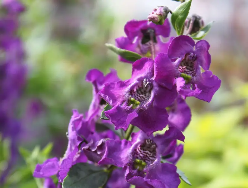 Small Purple Flowers