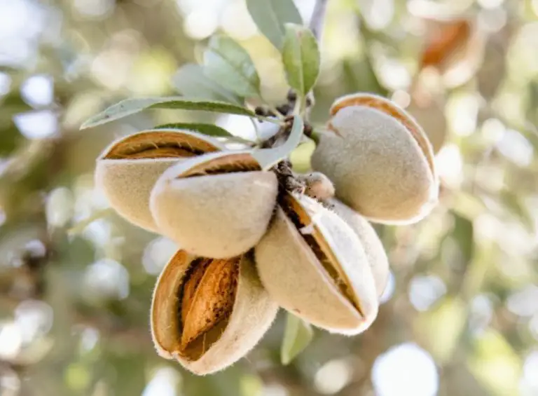 17 Types of Almond Trees (With Pictures and Identification)