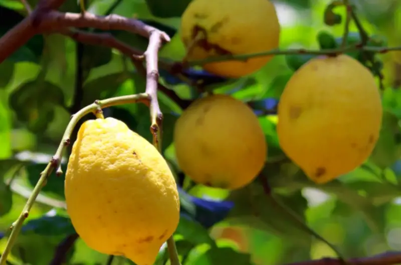 Types of Lemons