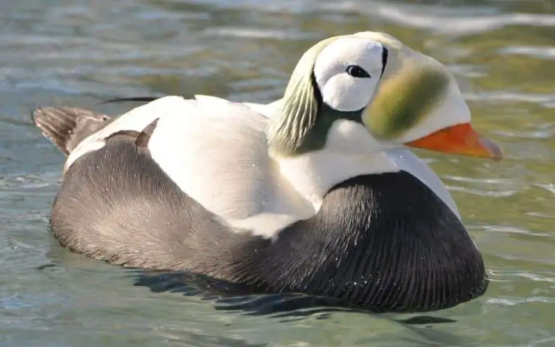 Ducks with Mohawks