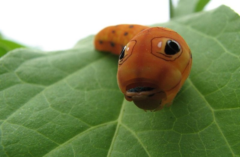 Caterpillars That Look Like Snakes