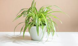 Spider Plant Care and Growing Guide (Most Detailed)