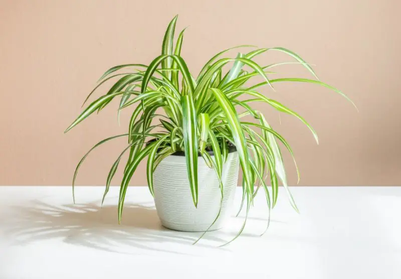 Spider Plant Care