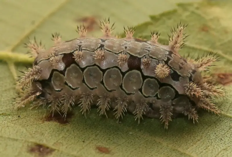 Black caterpillars with spikes