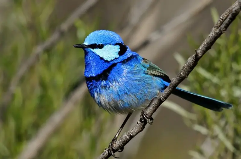 Black Birds With Blue Heads