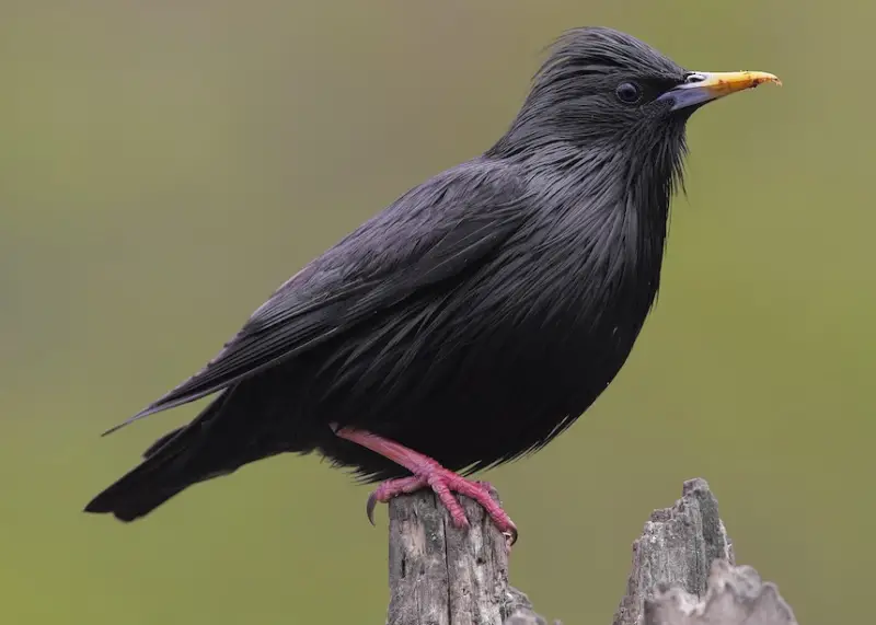 Black Birds With Yellow Beaks