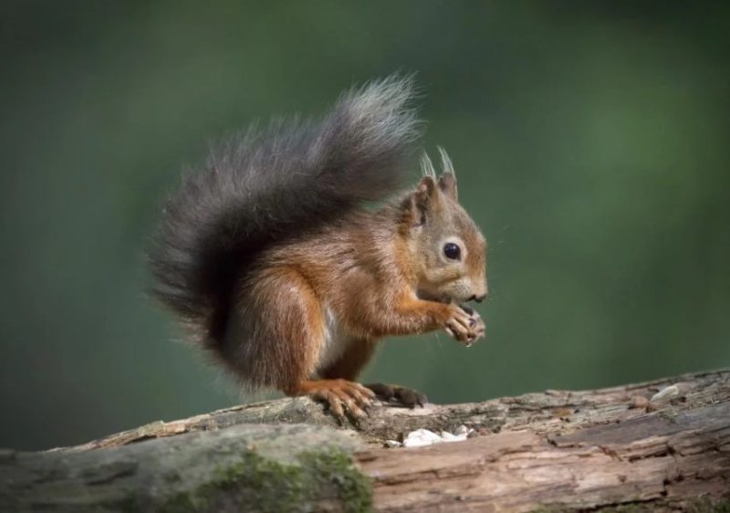 Different Types of Rodents