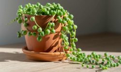 String of Pearls Plant Care and Growing Guide (Most Detailed)