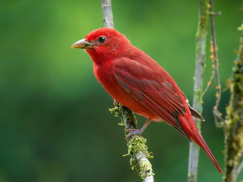 Cardinal Birds