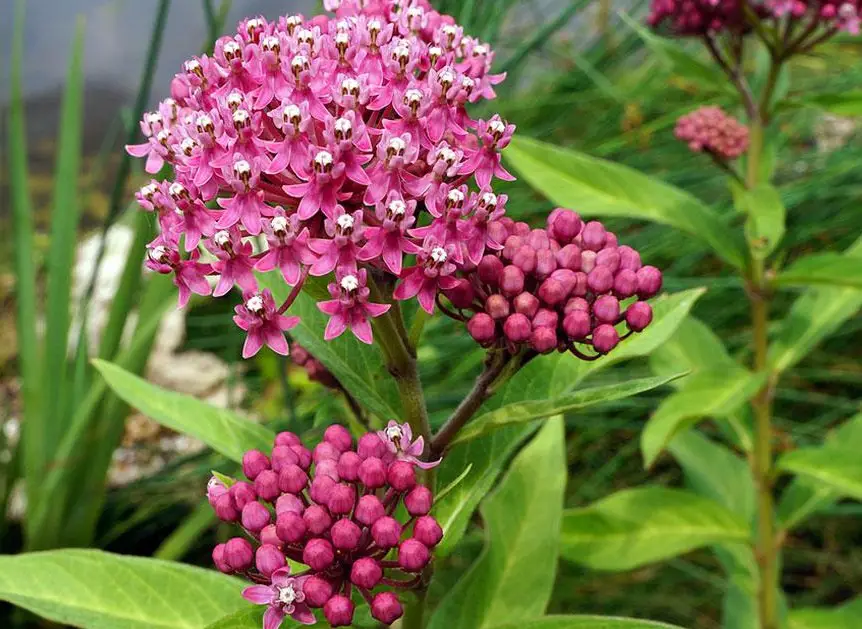 37 Types Of Milkweed With Pictures And Identification Swamp Milkweed Asclepias Incarnata
