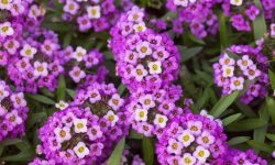 35 Stunning Small Purple Flowers (With Pictures and Names)