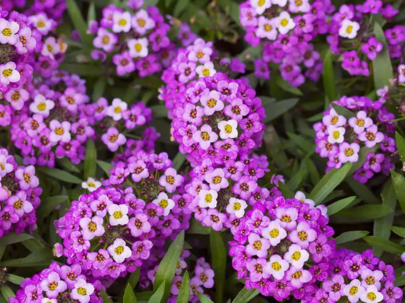 Small Purple Flowers