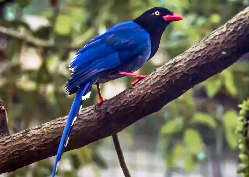 Black Birds With Blue Heads