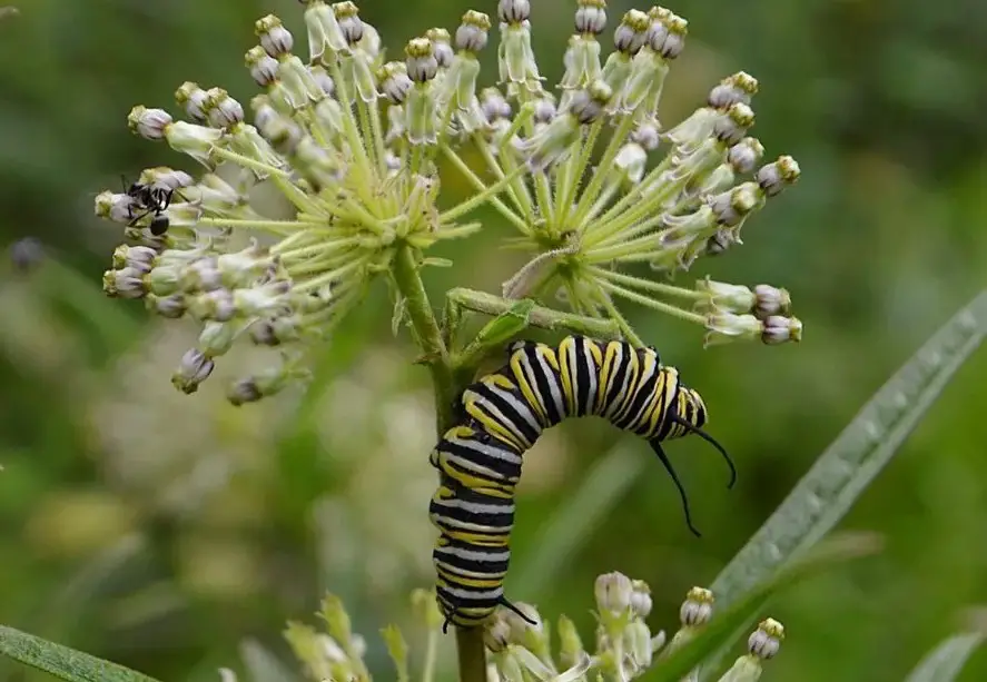 37 Types Of Milkweed With Pictures And Identification Tall Green Milkweed Asclepias Hirtella