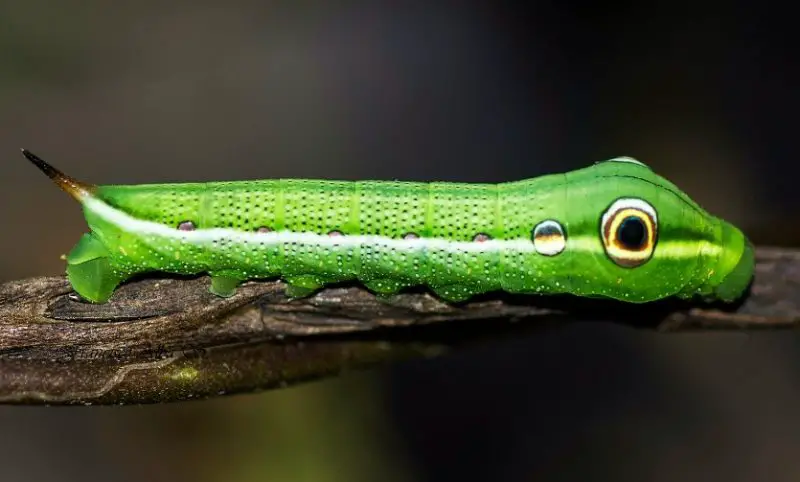 Caterpillars That Look Like Snakes