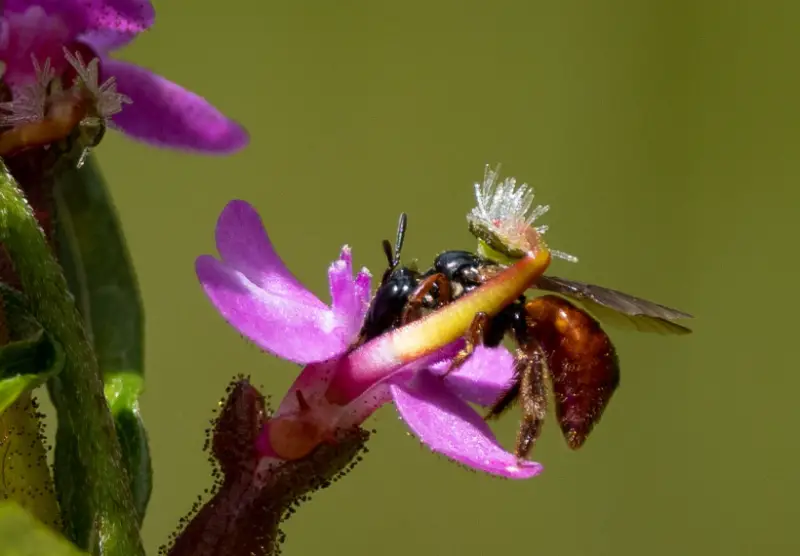 Plants That Eat Bugs