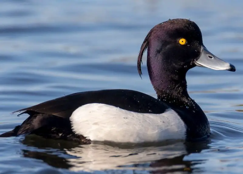 Ducks with Mohawks