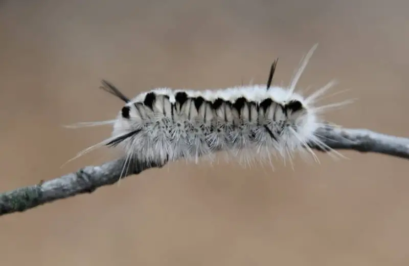 Black caterpillars with spikes