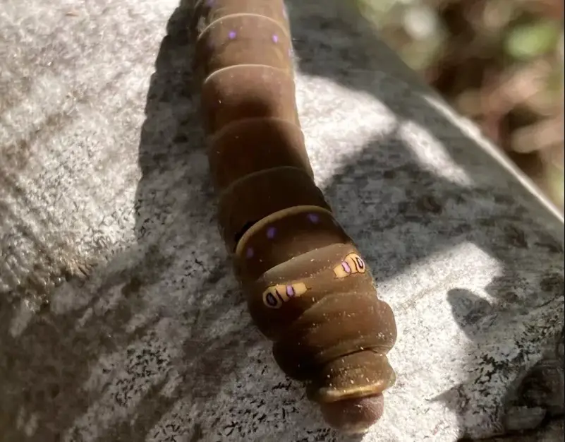 Caterpillars That Look Like Snakes