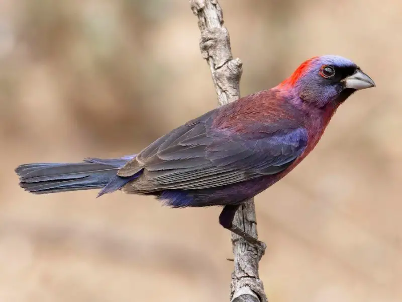 Cardinal Birds