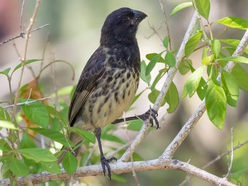 Types of Finches