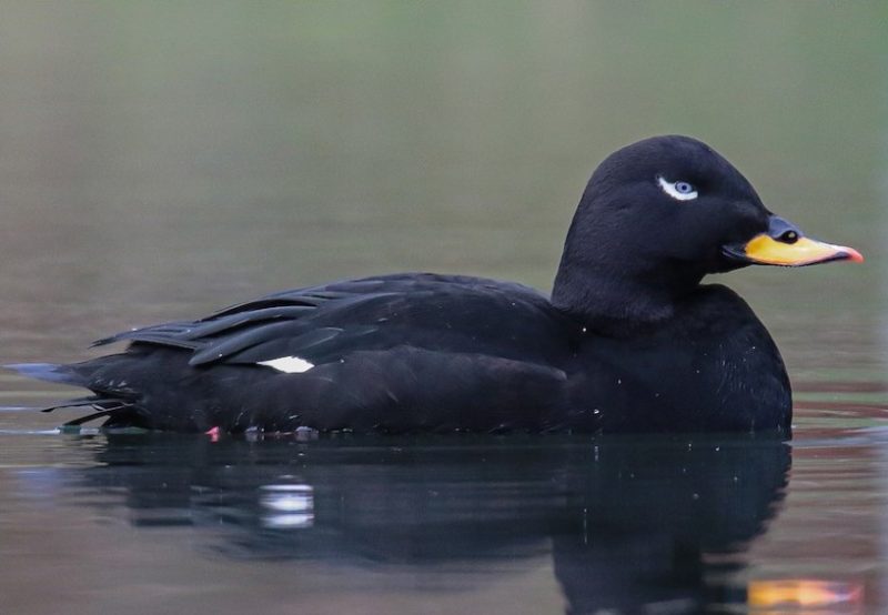 Ducks with Mohawks