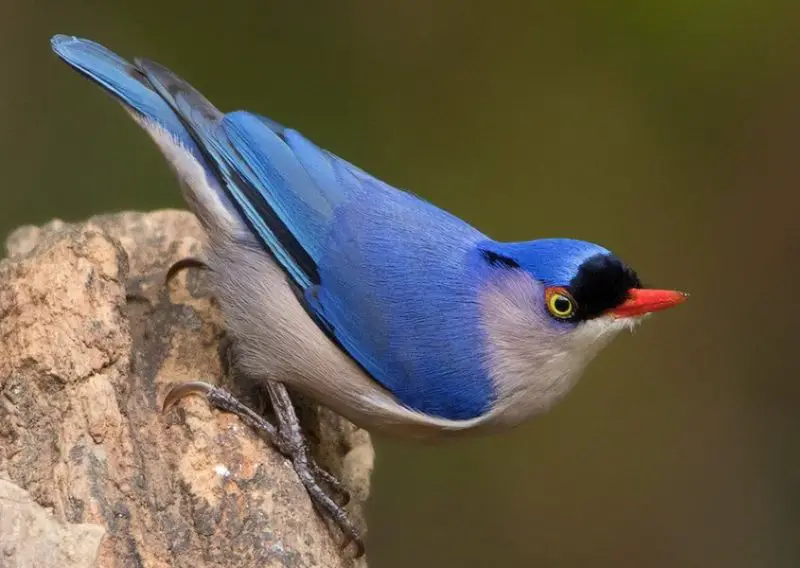 Black Birds With Blue Heads