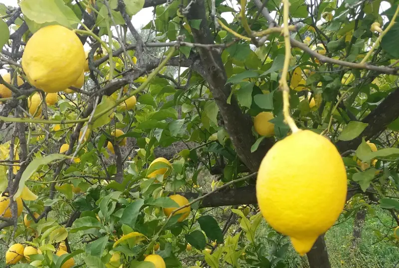 Types of Lemons