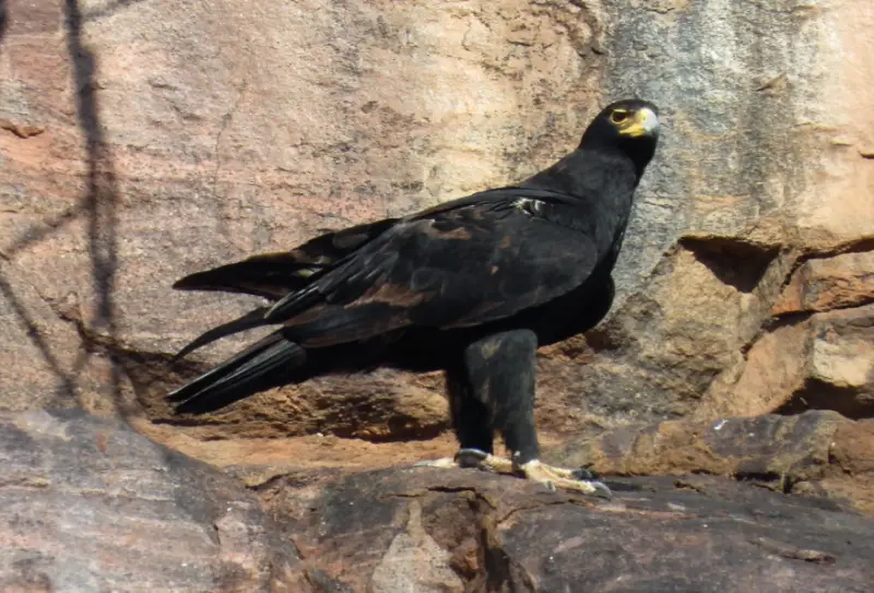 Black Birds With Yellow Beaks