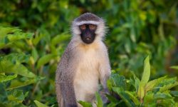 35 Common Types of Monkeys (Pictures and Identification)