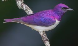 56 Types of Purple Birds (With Pictures and Identification)