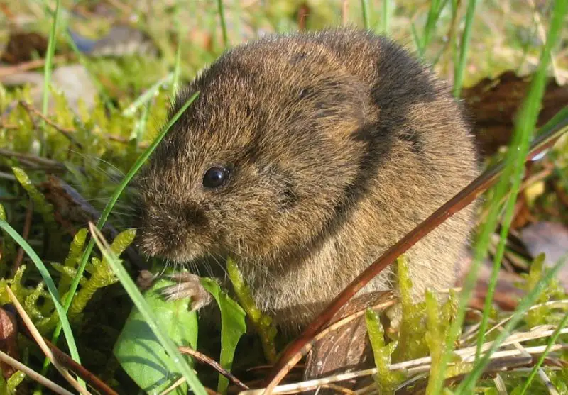 Different Types of Rodents