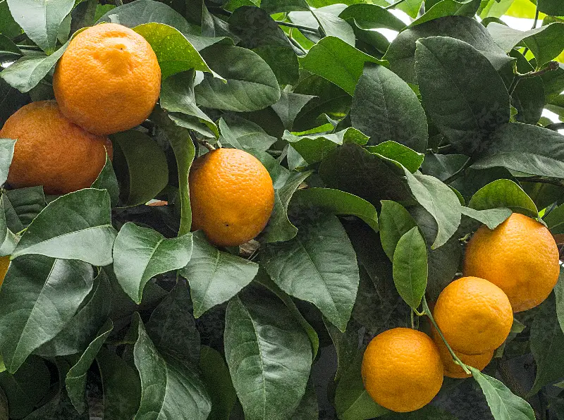 Types of Lemons