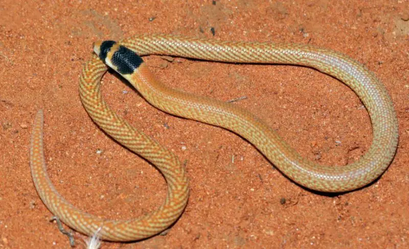 Legless Lizard