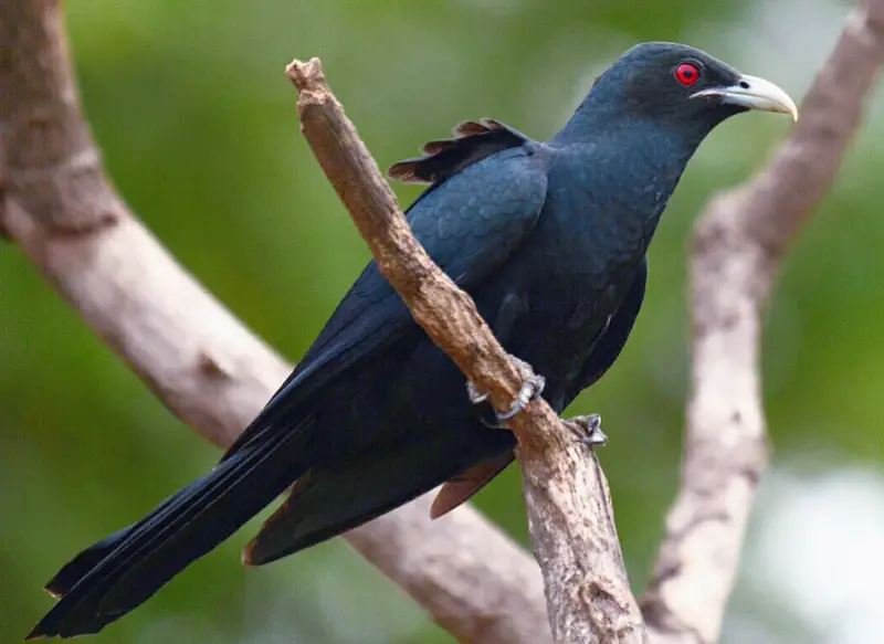 Black Birds With Yellow Beaks