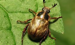 What Eats Beetles? Shocking Facts About Their Natural Enemies