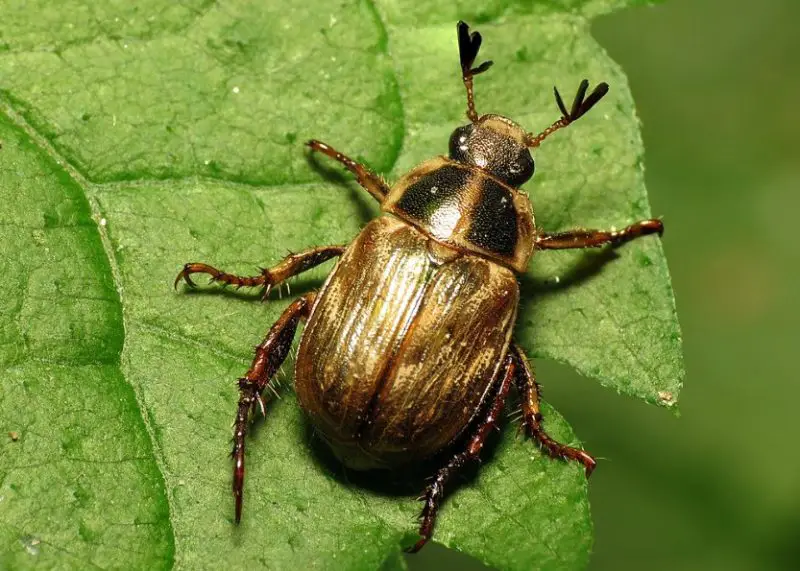 What Eats Beetles