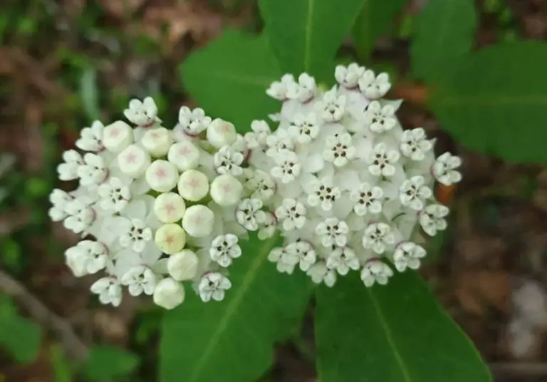 37 Types Of Milkweed With Pictures And Identification White Milkweed Asclepias Variegata 768x536