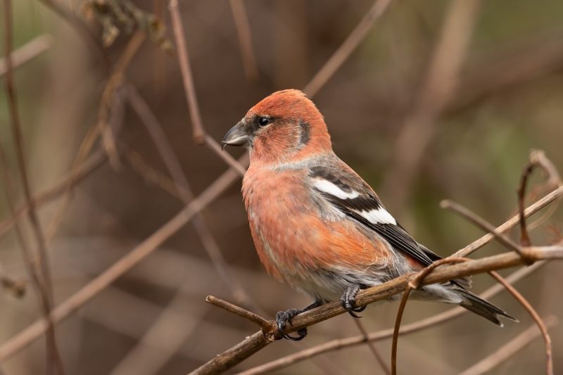 Types of Finches