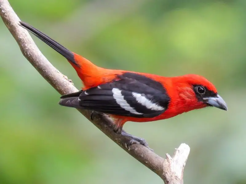 Cardinal Birds