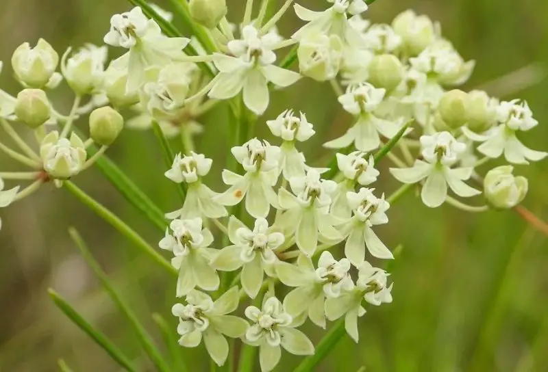 Types of Milkweed