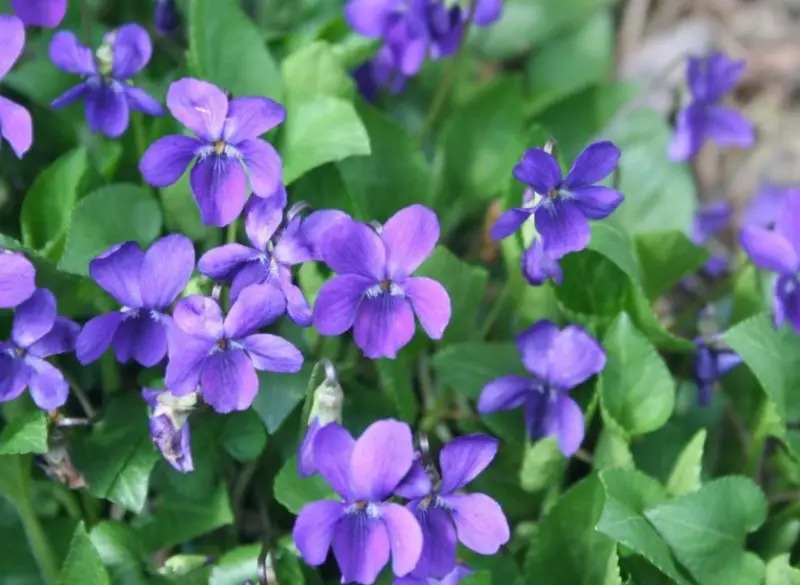 Small Purple Flowers