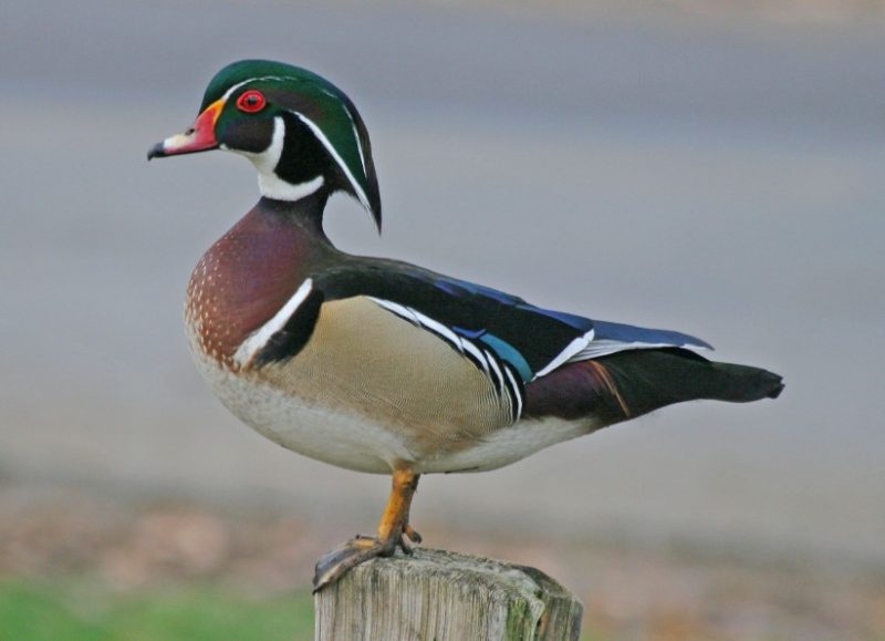 Ducks with Mohawks