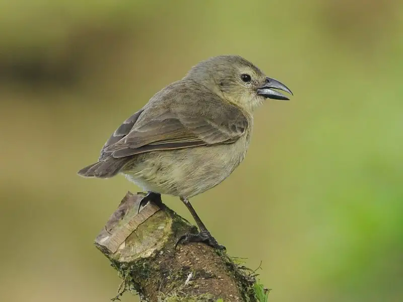 Types of Finches