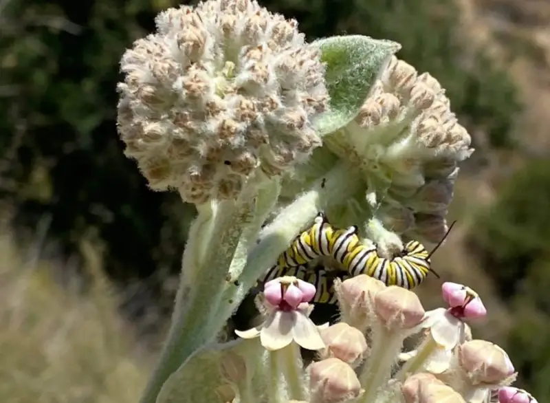 Types of Milkweed