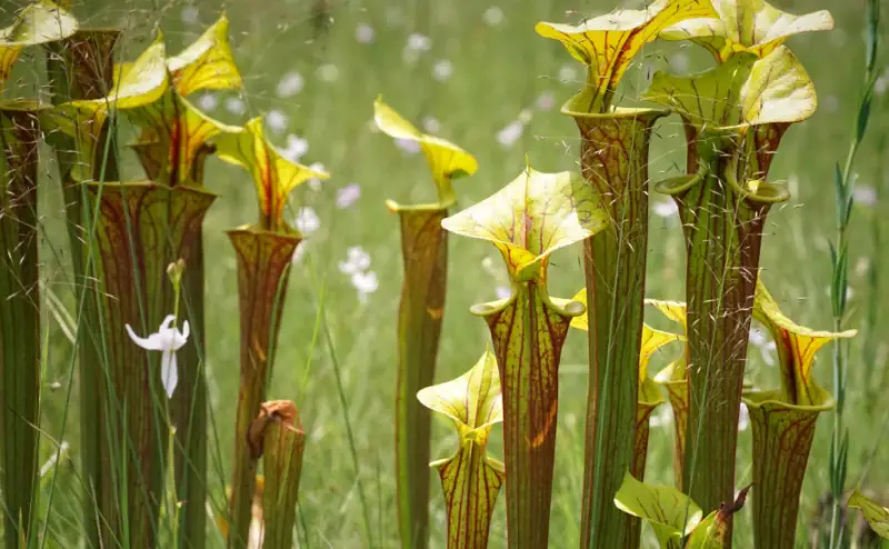 Plants That Eat Bugs